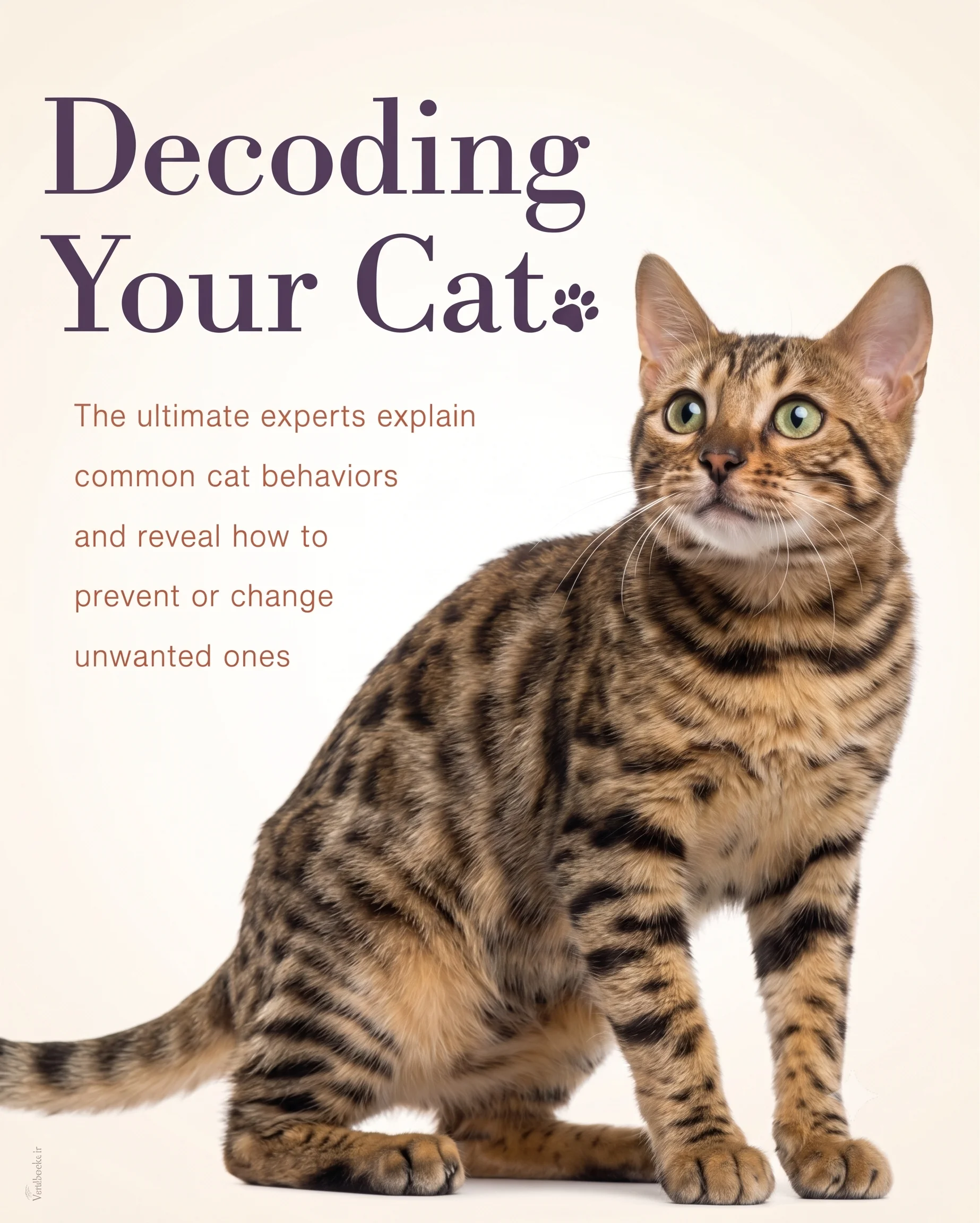 Cat Behavior Decoded